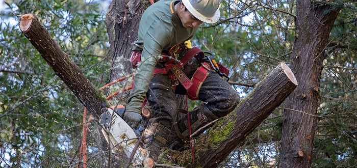Forestry
