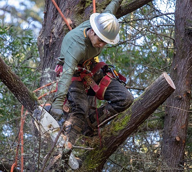 Forestry